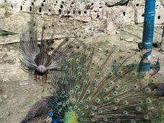 -栾川竹海野生动物园