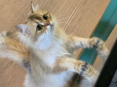 -柯斗斗主题餐厅·狗咖·围炉煮茶·茶饮(国瑞升平里店)