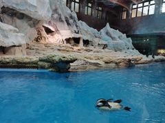 -帝企鹅自助餐厅•儿童岛•真企鹅(长隆企鹅酒店)