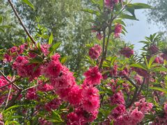 -莲花池公园