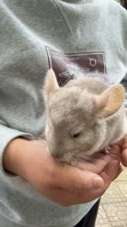 -酷嗒动物文化乐园(cutezoo西溪乐天城店)