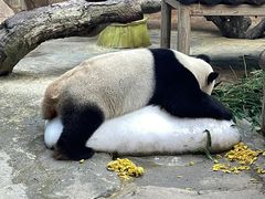 -广州长隆野生动物世界