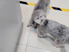 -宠福鑫康馨动物医院·骨科·眼科