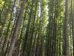 -黄海国家森林公园