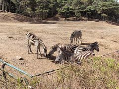 -沈阳森林动物园