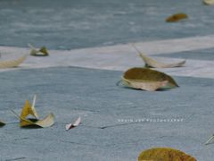 -飞来湖湿地公园