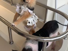 -怪兽屋·羊驼·猫咖·狗咖(俊华广场店)