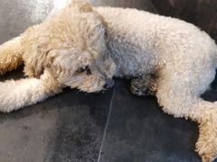 -陈有良尖椒鸡(渝中旗舰店)