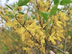 -长白岛森林公园