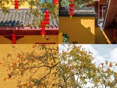 -杭州植物园