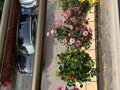 -龙大花卉苗木市场