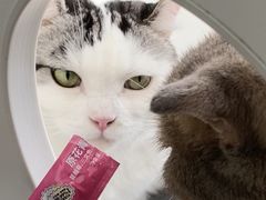 -喵园·猫主题咖啡厅·撸猫·猫咖(国贸店)