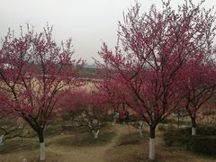 -秀丽东方