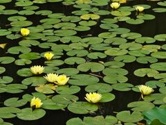 -微山湖红荷湿地景区