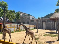 -西霞口神雕山野生动物世界
