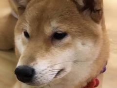 -柴犬小屋·柴餐厅·狗咖食堂(金鼎广场店)