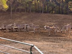 -沈阳森林动物园
