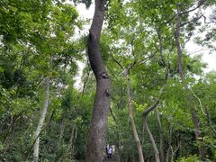 -紫金山山顶公园