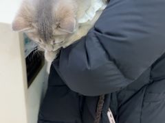 -全心全意连锁动物医院·微创中心·内科急重症·心脏专科(丰管路店)