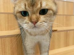 -唐小姐の私宠·宠物洗护美容·撸猫馆·购宠(周浦万达旗舰店)