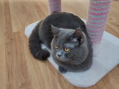 -COLOR PETS 撸猫馆·购猫·猫咖(长风大悦城店)