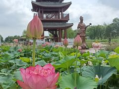 -白洋淀风景区