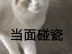 -喵屿·大理花园猫咖