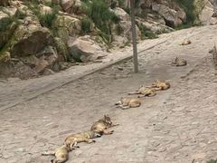 -西霞口神雕山野生动物世界