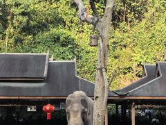 -野象谷景区