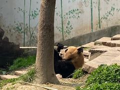 -中国大熊猫保护研究中心雅安碧峰峡基地