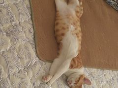 -中农国际动物医院24小时·猫科·骨科·急重症中心