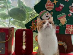 -纳吉亚猫专科动物医院·北北分院