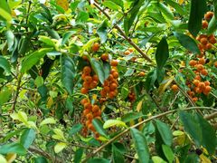 -华侨城湿地公园