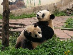 -中国大熊猫保护研究中心雅安碧峰峡基地