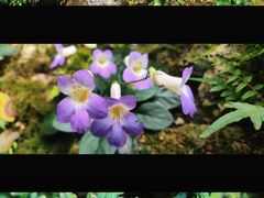 -深圳仙湖植物园-停车场
