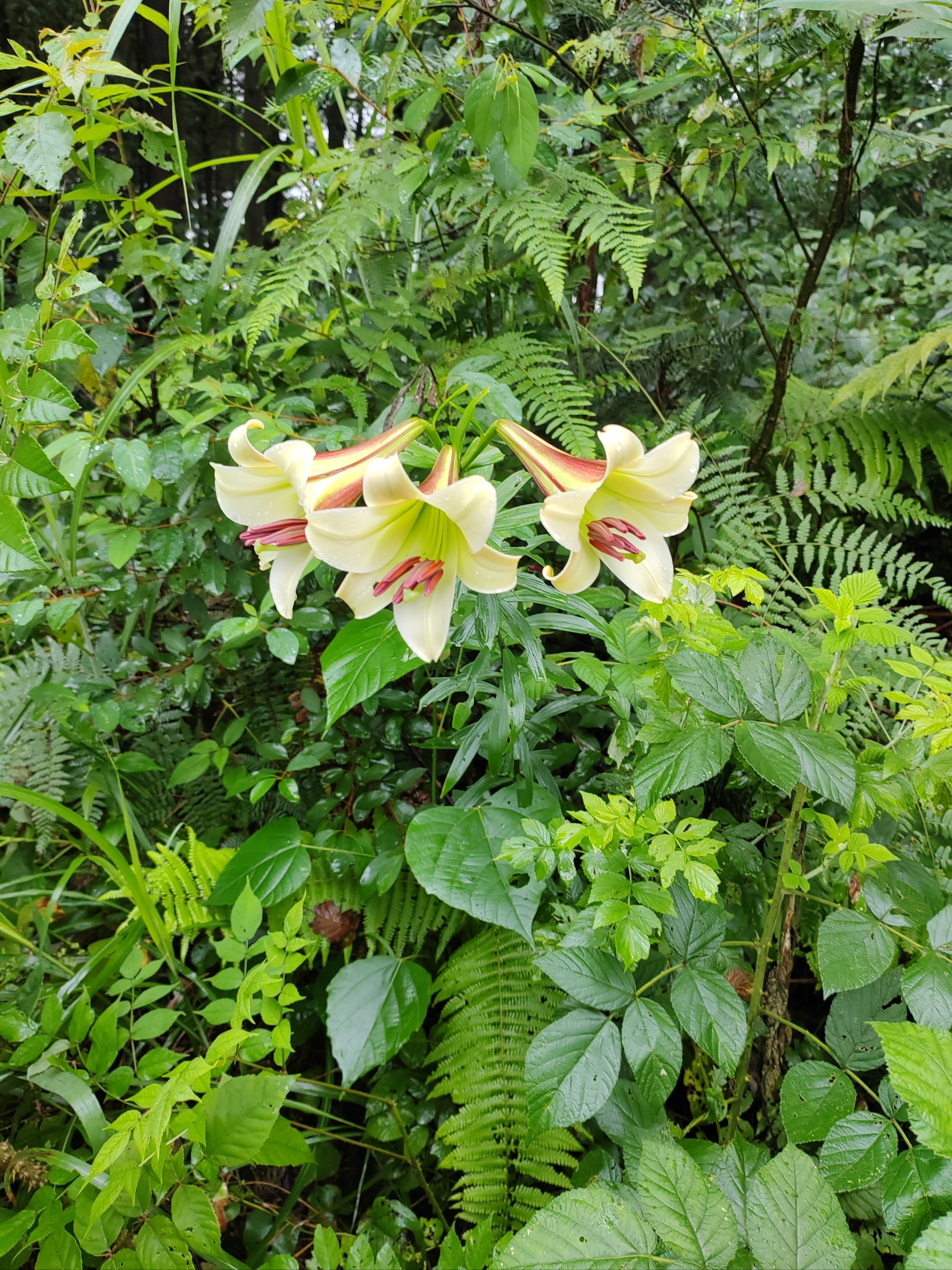 山谷里的野百合