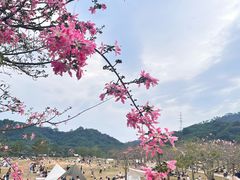 -风云岭森林公园