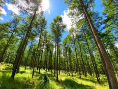 -塞罕坝国家级自然保护区