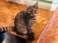 -猫小院猫主题餐厅(三里屯店)