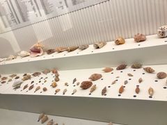 -青岛贝壳博物馆