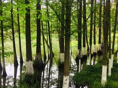 -桤木河湿地公园