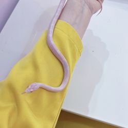 -Moni星球萌宠·小马宝莉·灵蛇·高端高阶全萌宠互动体验俱乐部(红豆国际广场店)