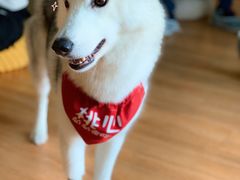 -Husky Go! 哈士奇体验馆·宠物咖啡厅狗咖