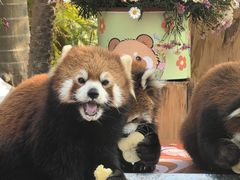-灵玲国际马戏城