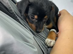 -天使宠物医院·犬猫分诊(彩虹店)