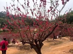 -南国桃园旅游度假区