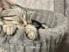 -猫尾侦探俱乐部·剧本杀·狼人杀