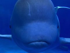 -多彩贵州城极地海洋世界