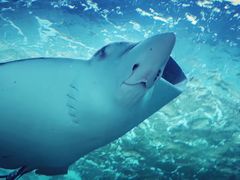 -悉尼海洋生物水族馆