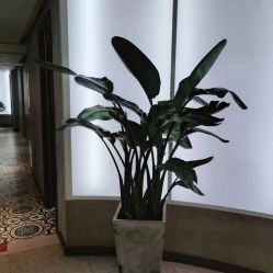 点击看大图 -PE SALON